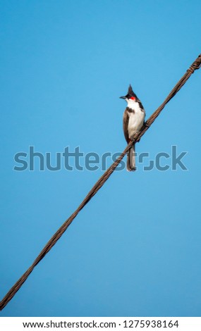 Red-whiskered Bulbul occurs mainly in built-up areas, inhabiting parks, gardens and streetscapes, though they are occasionally recorded in orchards.