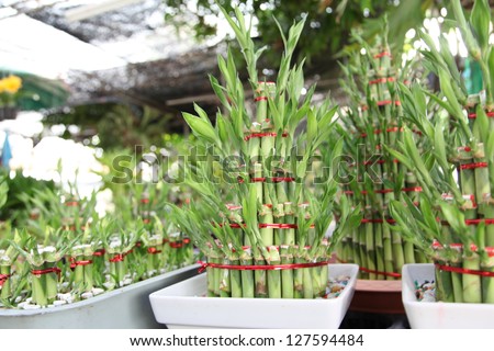 Chinese lucky Bamboo with red ribbon