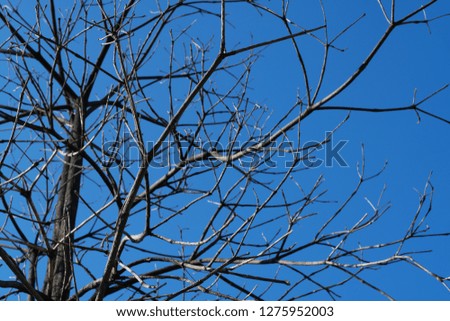 Dry branches tree against a blue sky