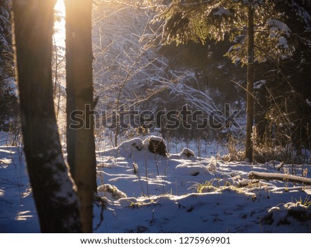Beautiful sun rays in the snowy winter forest