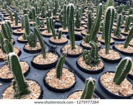 Cactus picture of nature background.