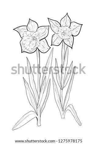 Line art of daffodils.Vector illustration. Hand drawn