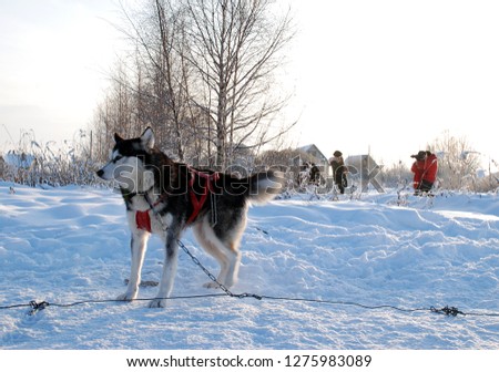 winter picture with a dogs, park of a riding dogs