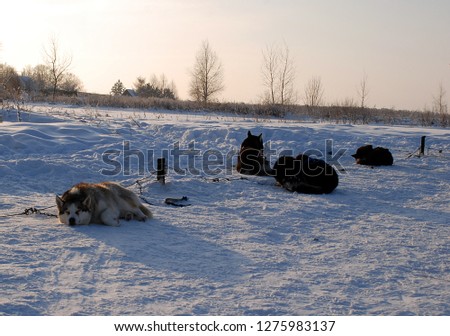 winter picture with a dogs, park of a riding dogs