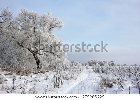 Winter Forest in Russia