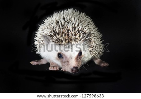african pygmy hedgehog