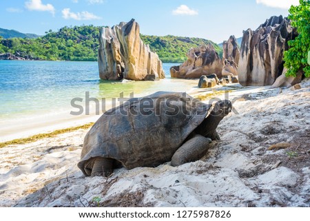 Aldabra giant tortoise, Turtle in Seychelles on the beach near to Praslin Royalty-Free Stock Photo #1275987826