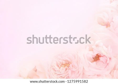 Summer blossoming delicate rose blooming flowers festive background, pastel and soft bouquet floral card, selective focus, toned