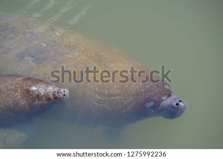 Manatee with Baby in Florida