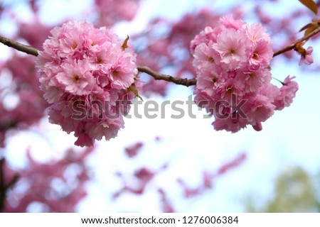 In the spring time, an apple tree blossom is decorated with pink flowers in large quantities.
