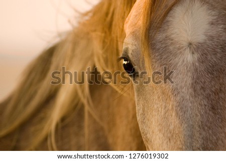 horse eye and mane