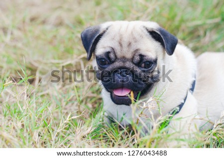 Portrait of handsome male Emotion face of happy pug dog