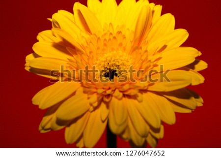 Yellow gerbera or yellow daisy on a red background