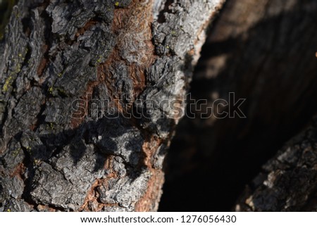 Wood texture with leafs shadow slihouettes