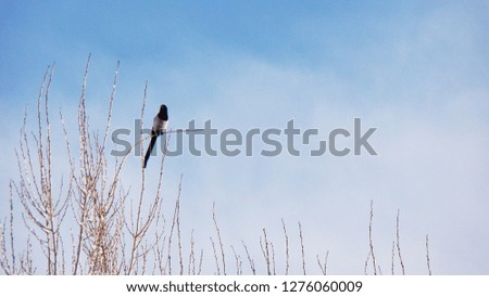 Crow
This crow is called Eurasian Magpie 
Bird alone on the tree.
Magpie on the tree in winter on blue sky background. 
Beautiful bird in nature. animal, bird, wildlife
crow crows , Crowing
black Crow
