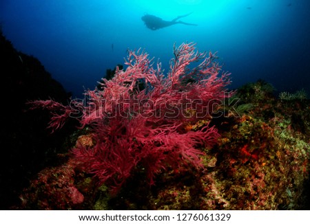 Atlantic gorgonian reef