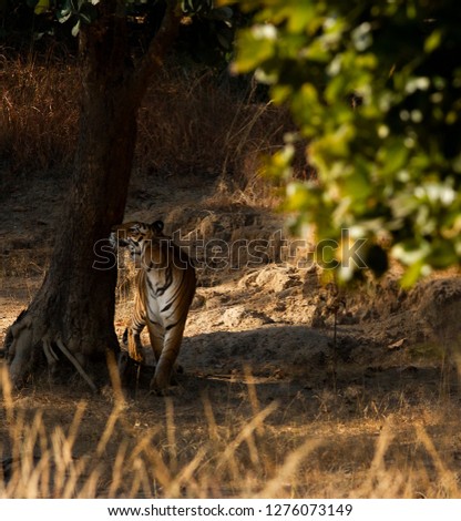 Bengal Tiger in the forest of Bandhavgarh 