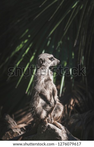 Suricata watching, funny meerkat