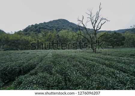 Tea Plantations, Green Tea, Green tea leaf. Longjing tea in Hangzhou city CHINA.
