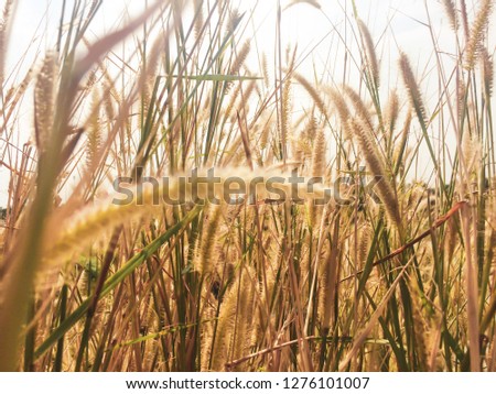 Poaceae on a 
meadow with beautiful nature.