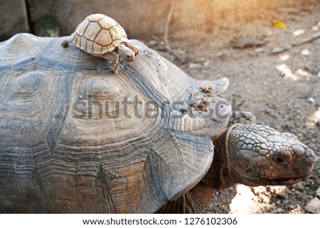 Close up Baby African spurred tortoise resting in the garden, Slow life ,Africa spurred tortoise sunbathe on ground with his protective shell ,Beautiful Tortoise ,Geochelone sulcata