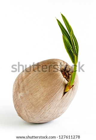 Coconut fruit to tree