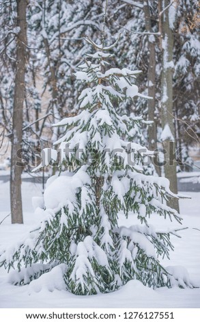 Beautiful winter landscape: fir tree covered by fresh snow in the winter park, vertical picture