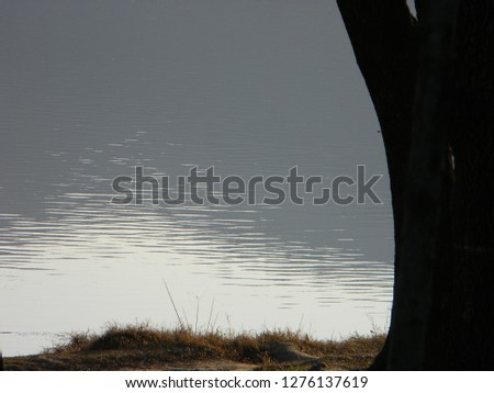 The calm surface of Tirana's artificial lake with a tree trunk and dry grass silhouetted against the light, Albania