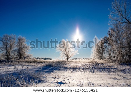 Frosted trees against a bright blue sky on a frosty, Sunny day. Beautiful winter landscape.