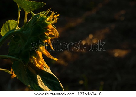 sunflower at sunrise