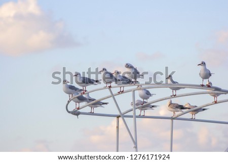 Birds sitting on old ship in cloudy weather - Image
