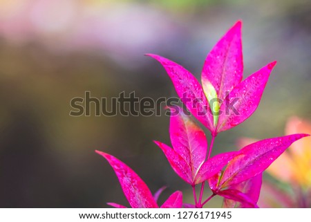 Pink leaf with blurry nature background. Free copy space for text on left. 