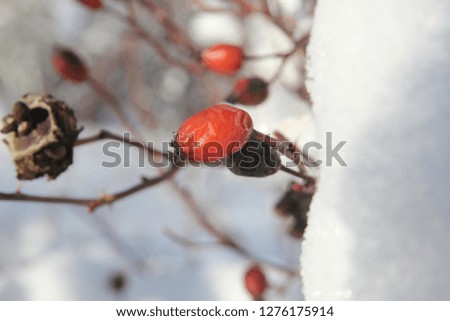 roseship winter photo