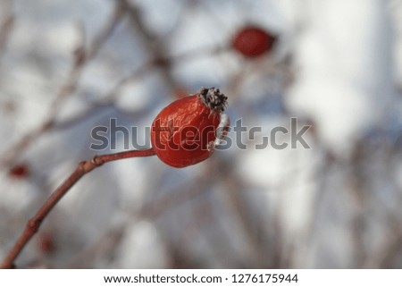 roseship winter photo