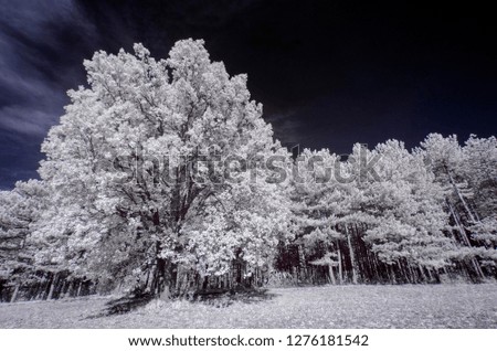 pine trees in the forest with leaves amazing view snowy frozen with cloudy sky