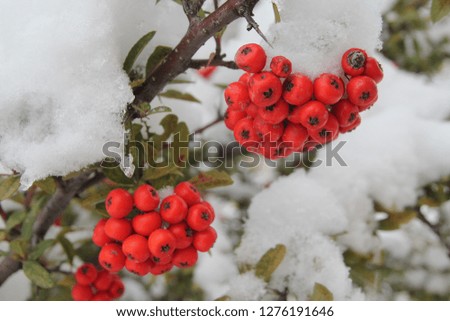 Pyracantha in the snow is one of the bushes of the Rosaceae family, remaining green in summer and winter.