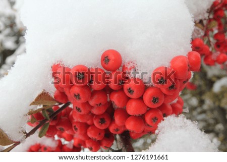 Pyracantha in the snow is one of the bushes of the Rosaceae family, remaining green in summer and winter.