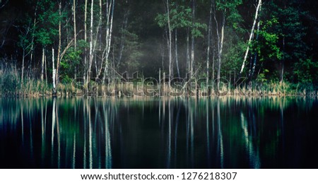 lonely forest lake