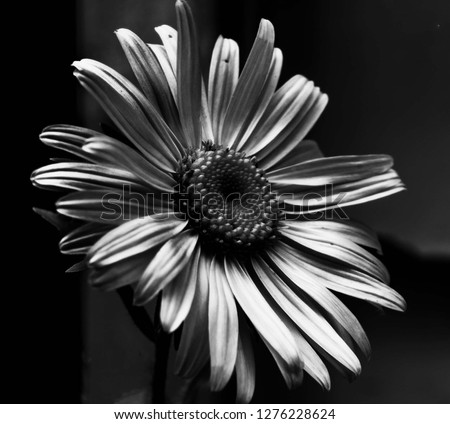 balck and white detailed flower and petals