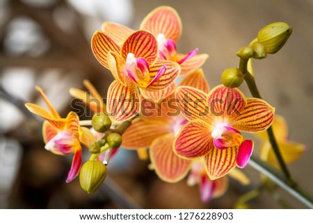 Yellow orchid flowers close-up picture