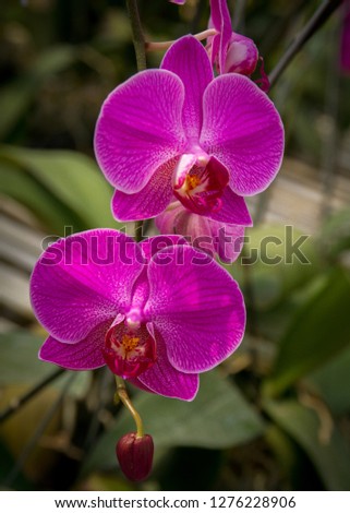 Pink orchid flowers close-up picture