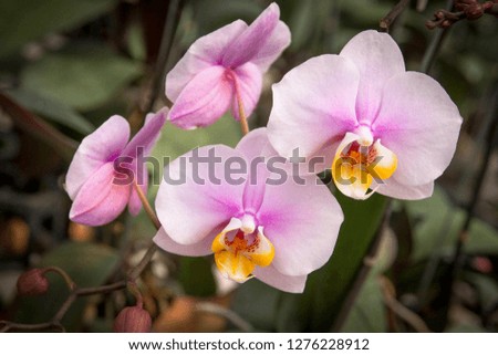 Pink orchid flowers close-up picture