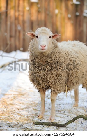 Young sheep in winter day