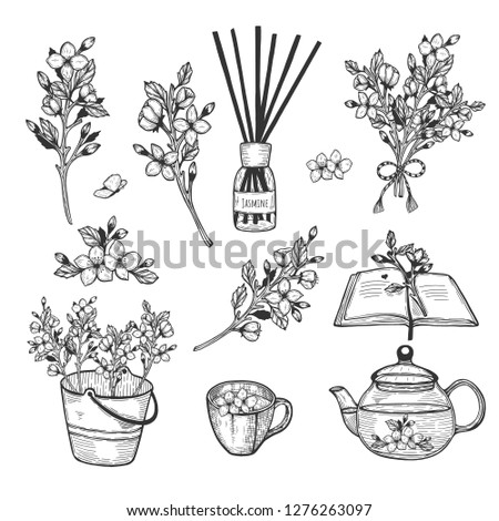Vector illustration of jasmine herb set. Branch, flowers, bush, bouquet, fragrance, diffuser, book, tea, tea cup, pot, teapot, bucket, decoration. Hand drawn doodle style.