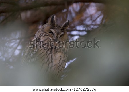  A long-eared owl (Asio otus) perched in the daytime in a garden in Berlin Germany.