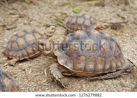 Close up Baby African spurred tortoise resting in the garden, Slow life ,Africa spurred tortoise sunbathe on ground with his protective shell ,Beautiful Tortoise ,Geochelone sulcata                 