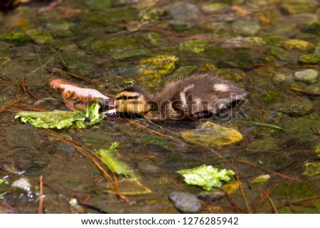 Northern Ruddy-Duck (Oxyra jamaicensis jamaicensis), dackling, San Diego, California, USA.