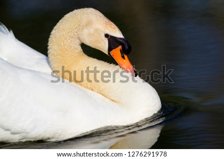 Mute swan (Cygnus olor), in the pond,  Rising Sun, Indiana, USA.