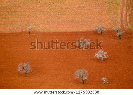 Aerial view of almond  trees  in the farm land, Mallorca lands, Balearic Island, Spain.