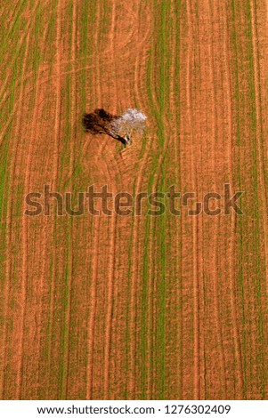 Aerial view of almond  trees  in the farm land, Mallorca lands, Balearic Island, Spain.